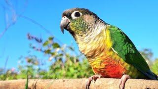 Green cheek conure chirping sounds : Parrots in the forest sing loudly in the morning.