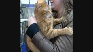 Huggable Kitty for Adoption