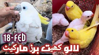 Lalukhet exotic birds market karachi 18-2-24 exotic parrots