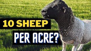 Grazing Tips: Beginner's Sheep-to-Acre Ratios