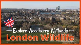 Explore the Beauty of Woodberry Wetlands with London Wildlife Trust Sunday Walk