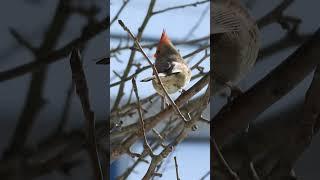 Watch This Beautiful Cardinal Conquer the Winter Sky!