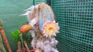 My Pilocereus pachycladus Cactus Plant from Buds to Wacky Blooms