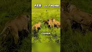 ЛЕВ VS ГИЕНЫ  #животные #лев #гиены #хищник #звери