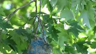 Baltimore Oriole Nest - "Mom" Feeding Young