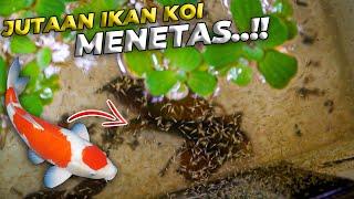 GAK NYANGKA TERNYATA IKAN KOI GUE MENETAS JUTAAN EKOR