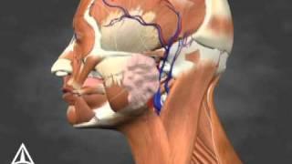 Sialorrhea Injection Site Identification - 3D Medical Animation