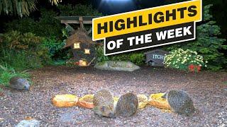 Highlights Of The Week - June 2024 - Week 24 