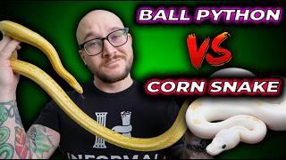 Ball Python vs Corn Snake, The Best Pet Snake?