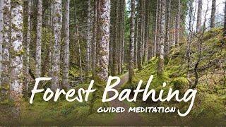 Forest Bathing | 10 Minute Guided Nature Meditation