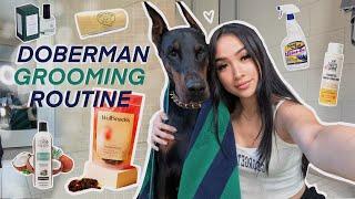 DOBERMAN GROOMING ROUTINE