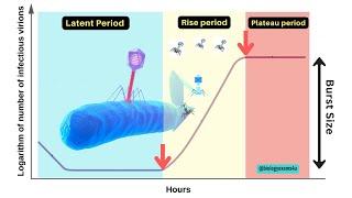 Bacteriophage Growth Curve in 3 minutes|| One-step growth curve phases of Bacteriophages