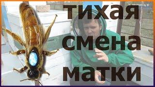 Классическая тихая смена замена матки в апреле.