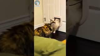 Cute Persian Cats and Kittens  | Cheema Tv | Funny Animals | #shorts #shortsvideo  #trending