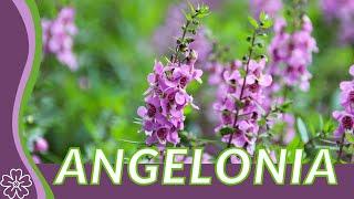 ANGELONIA Explained! 'Summer Snapdragon' 