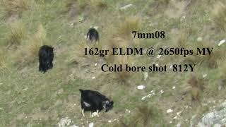 7mm08 long range hunting. Cold bore at 812 yards.