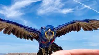 Baby hyacinth macaw discovering his wings! *FULL CONTROL AT FREE FLIGHT*