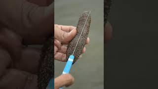 Sea Cucumber ~ Picking and drying process - animal or fruit? #shorts #fruits