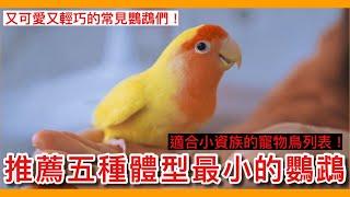 迷你！5種「體型最小」的常見寵物鳥？小資族的生活鸚鵡首選！Recommend the five smallest parrots【鸚鵡小木屋】【新手鳥知識】