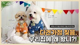[SOON] 강아지가 초인종, 도어락 소리에 짖는다면 꼭 필요한 교육 방법!