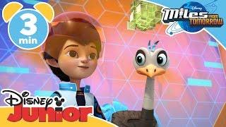 Miles From Tomorrow | Galaxias Quest | Disney Junior UK