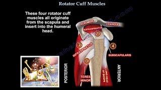 Rotator Cuff Muscles - Everything You Need To Know - Dr. Nabil Ebraheim