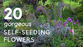 Self-seeding plants - easy, free and enchanting to look at...