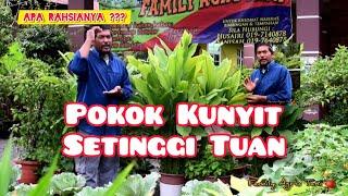 POKOK KUNYIT SETINGGI TUAN - Apa Rahsianya ???