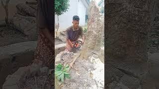 Siswa SMK belajar menggunakan Gergaji Mesin (Chainsaw)