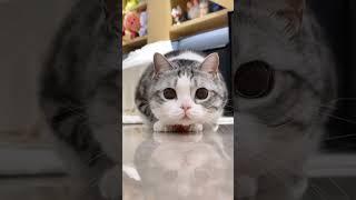 #FunnyCats #CatsOfTikTok #CatLovers #CuteCats #CatsAreLife #CatHumor #MeowMagic #CrazyCats #kitten