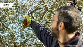 COME POTARE L'OLIVO – guida con consigli per la potatura