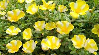 Portulaca Oleracea - Portulaca Grandiflora - Sun Rose..