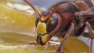 hornet and wasp (Vespula germanica). Hornisse und Deutsche Wespen