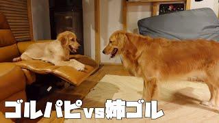 【大型犬のいる生活#40】生後4ヶ月ゴルパピと姉ゴルのわちゃわちゃ面白可愛い1日