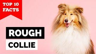 Rough Collie - Top 10 Facts