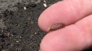 Planting A Seed In Black Dirt. Stock Footage