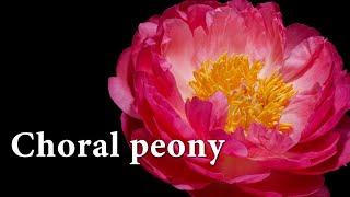 [4K] Coral peony flower growing / Flower blooming timelapse / nature timelapse