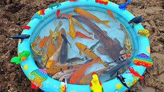 Fishing for betta fish in ponds, colorful chickens, ornamental fish, catfish, koi fish, big fish