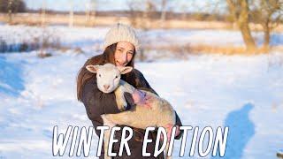 Homestead Morning Routine | Feeding cute Animals