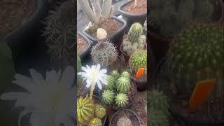 #shemasundar #cactusgarden  #cactusflower  #cactus