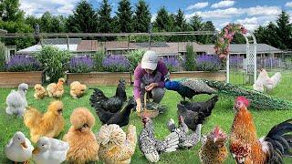 Chickens’ Molting SOS: Effective Feather Grow Solutions for Winter Survival + Organic Garden Cooking