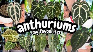  My Top 15 Anthuriums  my fav anthuriums | year of the anthurium 