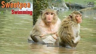 Don't Try to Laugh Fatty Monkey Sweetpea Scary of Jumping Into Water For Swimming in A Pond