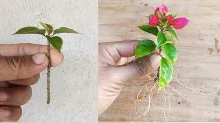 How to grow Bougainvillea plant faster