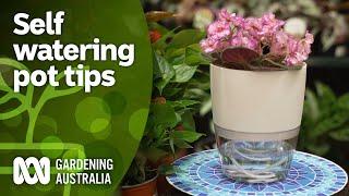 The pros and cons of self-watering pots and how to use them | Indoor Plants | Gardening Australia