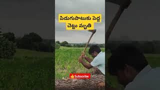 చెట్లపై ఉరుముల ప్రభావం || Cutting Down Big tree | #forest #farming #urbanfarming #Mr.Oruganti