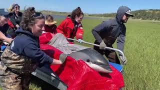 Stranded Dolphins 'Doing Great' After Rescue in Cape Cod