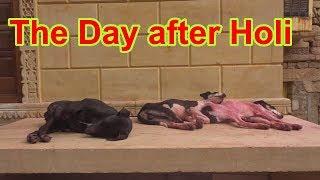 The Day after Holi