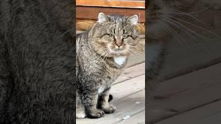 Всенародный любимчик! A national favorite! Barsik #meditationmusic #love #nature #cat #barsik