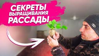 Секреты Трей рассады. Trey plants